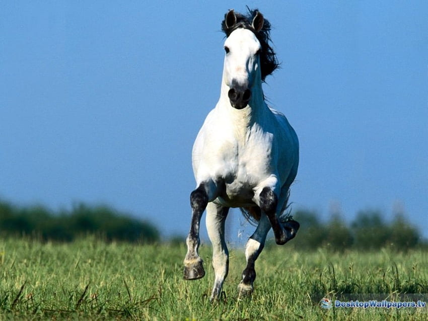 andalusian stallion, horse HD wallpaper