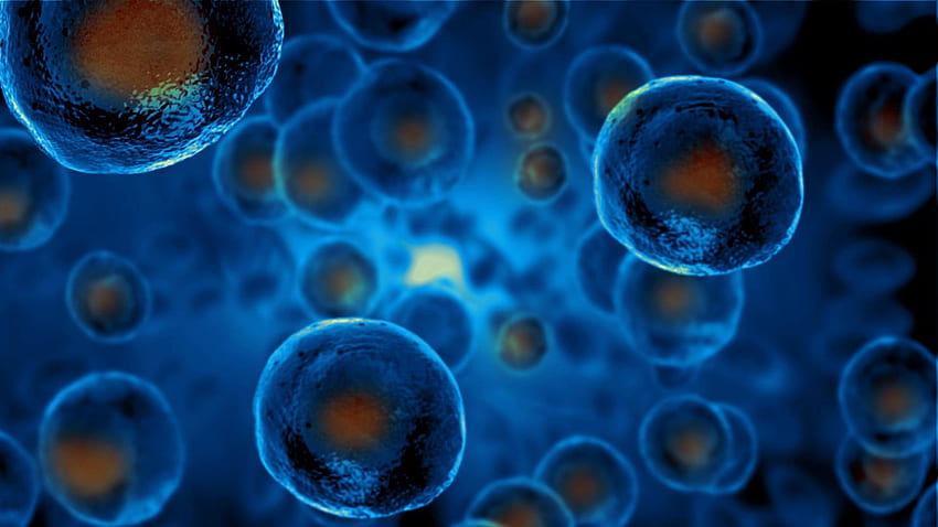 Extending Human Longevity With Regenerative Medicine, Human Cell HD wallpaper