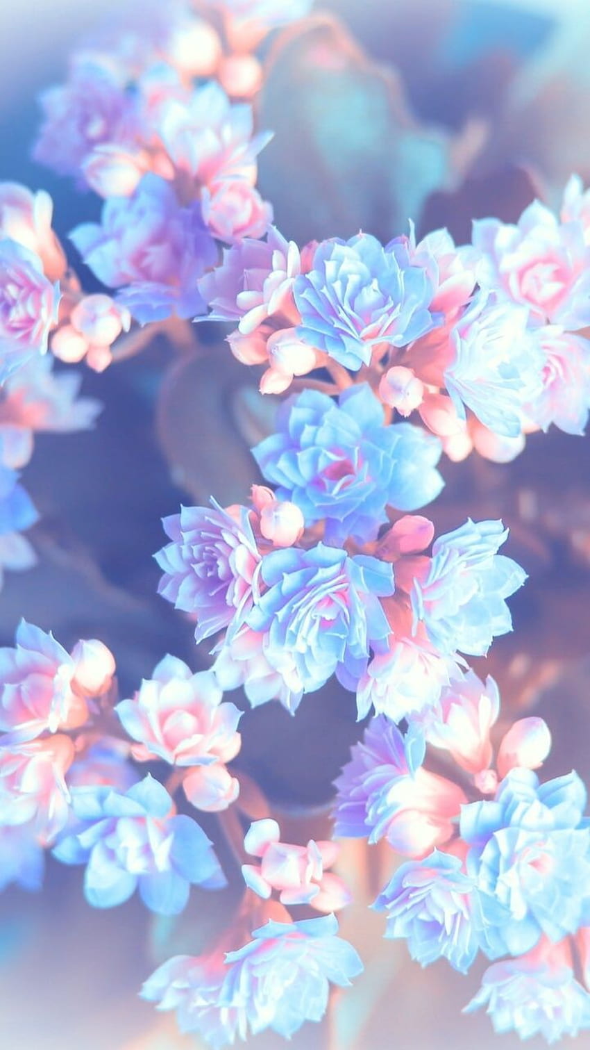 Фон за мобилен телефон /. Bunga, Kertas dinding, Poster bunga, Blue Flower Tumblr HD тапет за телефон