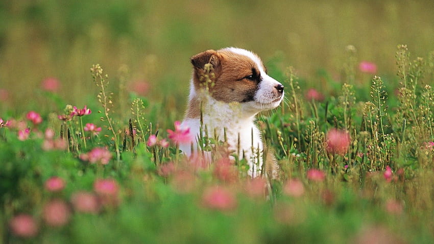 Cute, Puppy, Small, Dog, Full, , , , New HD wallpaper