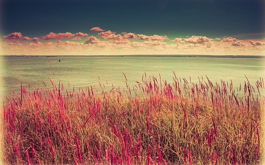 flores silvestres maravilhosas na costa, mar, horizonte, costa, nuvens, flores, grama papel de parede HD