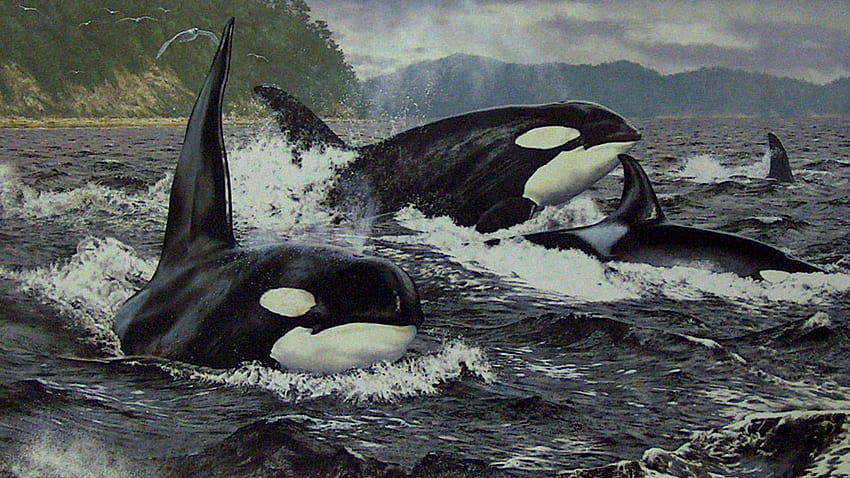 rodzina orków, morze, wieloryby, orka, orki Tapeta HD