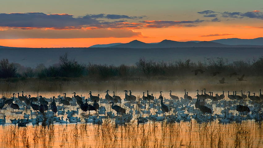 Snow geese and sandhill cranes flock in the Bosque del Apache HD wallpaper