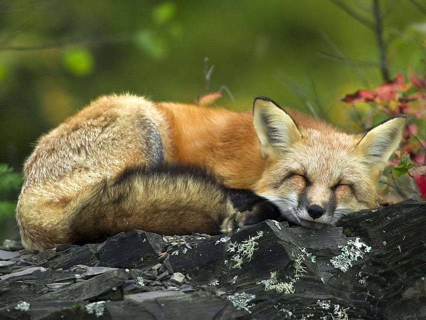 Animals, Grass, Fox, To Lie Down, Lie, Sleep, Dream HD wallpaper
