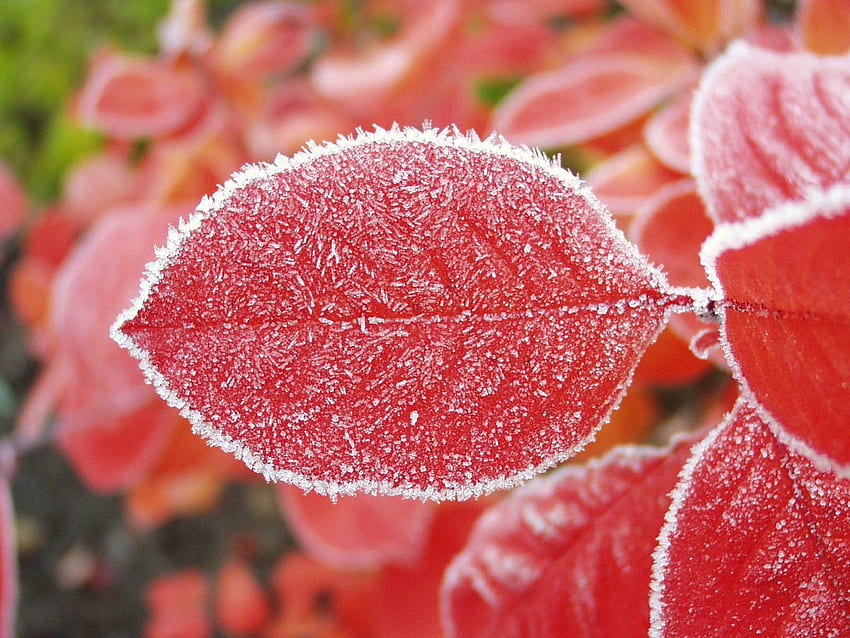 Nature, Sheet, Leaf, Frost, Hoarfrost, Cold HD wallpaper