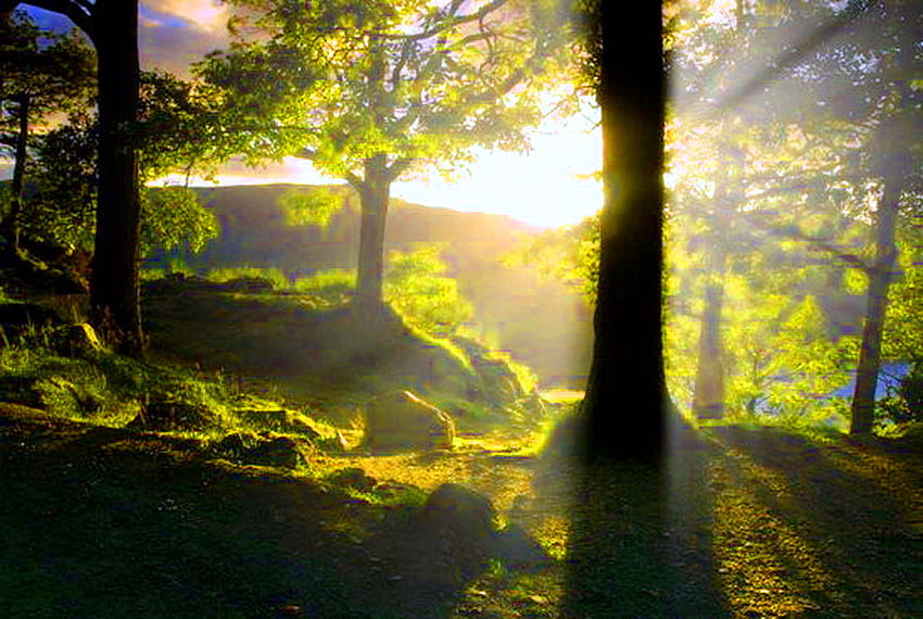 Сутрешна пътека, сутрин, слънчева светлина, светлина, зелено, дървета, злато, гора HD тапет