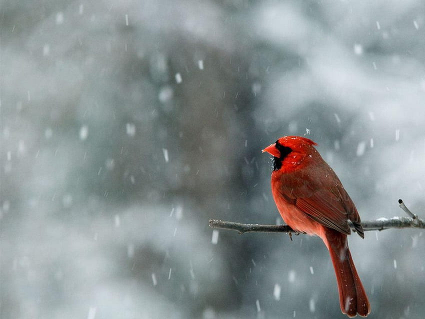 Cardinal Bird, Cardinal Snow HD wallpaper | Pxfuel