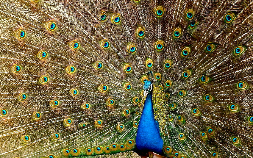 Peacock Plumage, animal, bird, graphy, beautiful, avian, wide screen, wildlife, peacock HD wallpaper