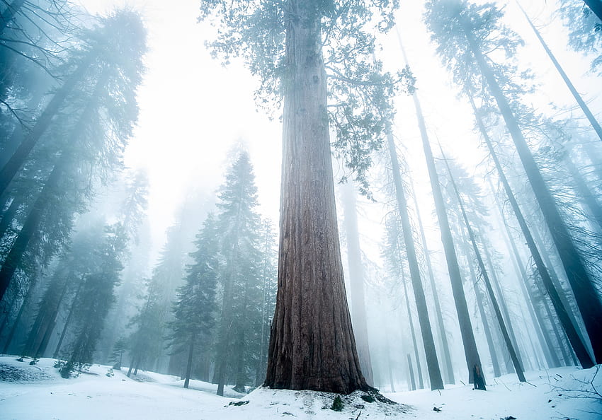 Winter, Nature, Wood, Forest, Tree, Fog, Sequoia HD wallpaper