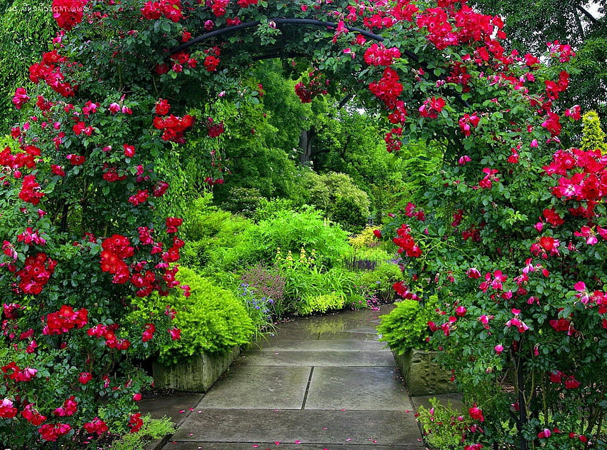 Callejón floral, rosas, jardín, floral, arbustos, hermoso, agradable, parque, verano, bonito, verde, rojo, verdor, callejón, naturaleza, flores, encantador fondo de pantalla