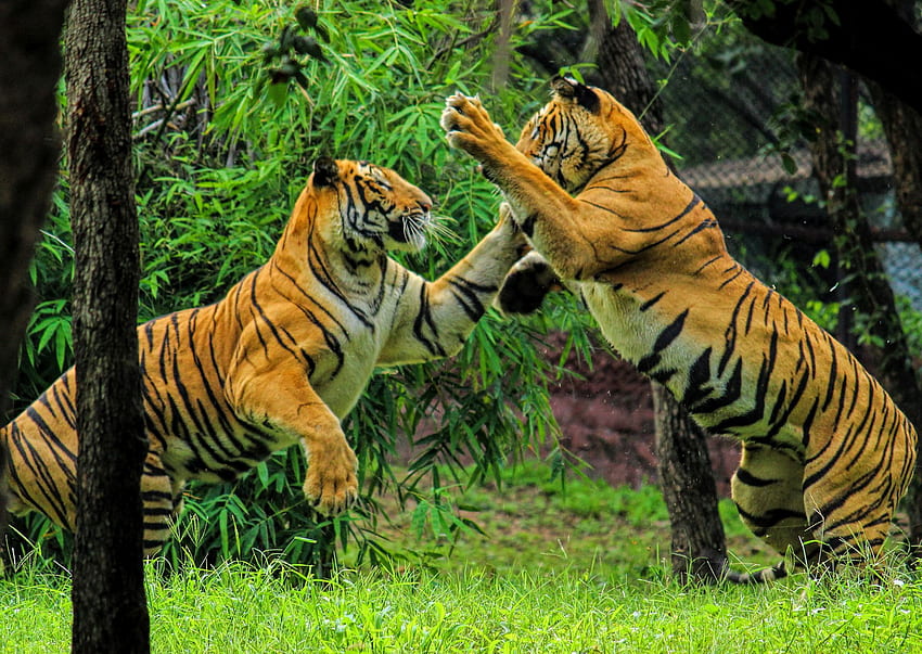 Fighting Royal Bengal Tiger Submited - HD wallpaper