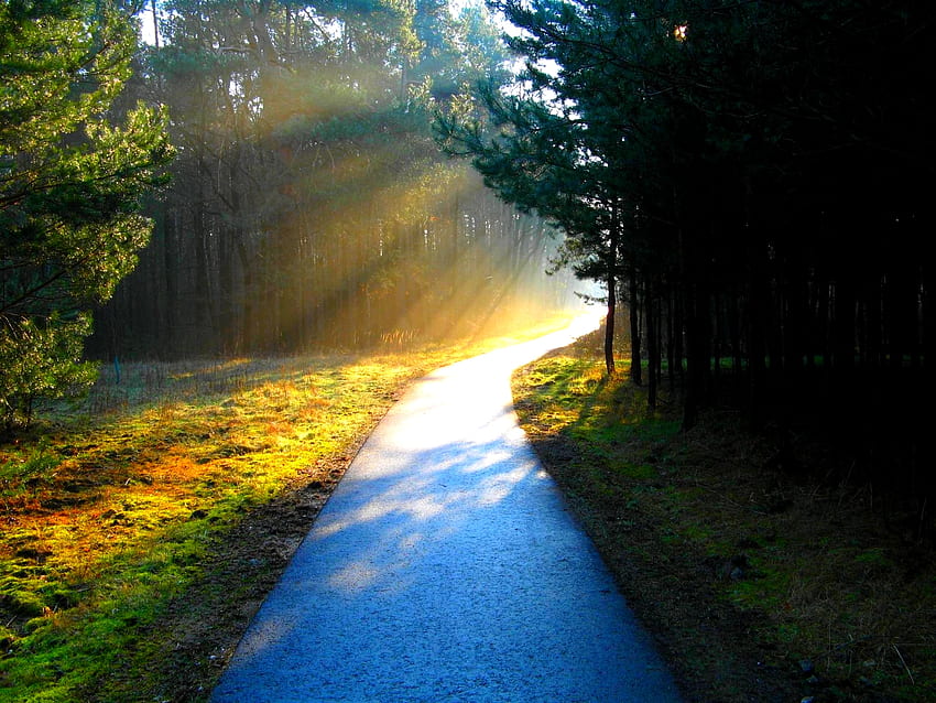 GOLDEN RODS, dourado, manhã, caminho, luz, brilho, árvores, estrada, sol, floresta papel de parede HD