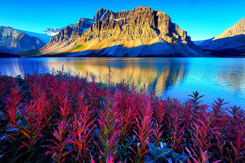 Scarlet Red Bow Lake, แคนาดา, ท้องฟ้าสีคราม, อุทยานแห่งชาติแบมฟ์, ยอดเขาที่ปกคลุมไปด้วยหิมะ, สวยงาม, ดอกไม้, ความสงบยามเช้า, ภูเขา, พระอาทิตย์ขึ้น วอลล์เปเปอร์ HD