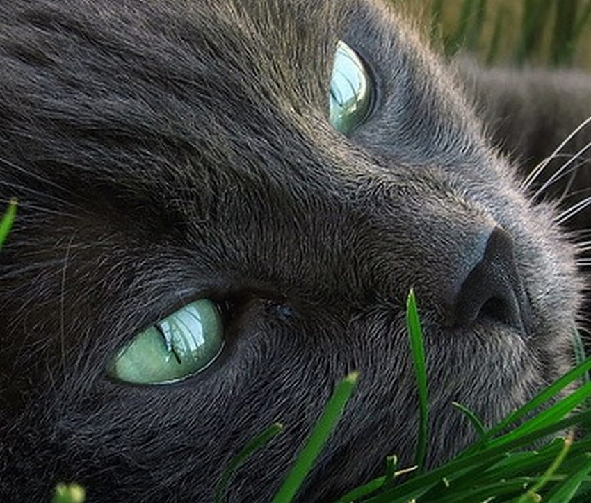 Mata Hijau, anak kucing, kucing hitam, manis, kucing, mata, imut, kucing, cantik, rumput, bagus, wajah kucing, hewan, hijau, wajah, cantik Wallpaper HD