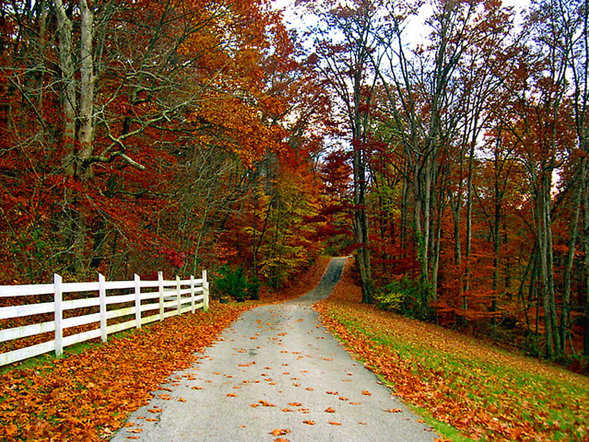 Wybierz się ze mną na jesienny spacer, jesień, płot, drzewa, droga, kolory, kraj Tapeta HD