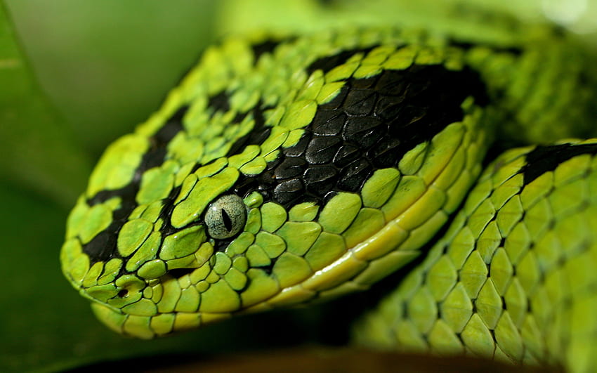 Schwarze und grüne Schlange HD-Hintergrundbild