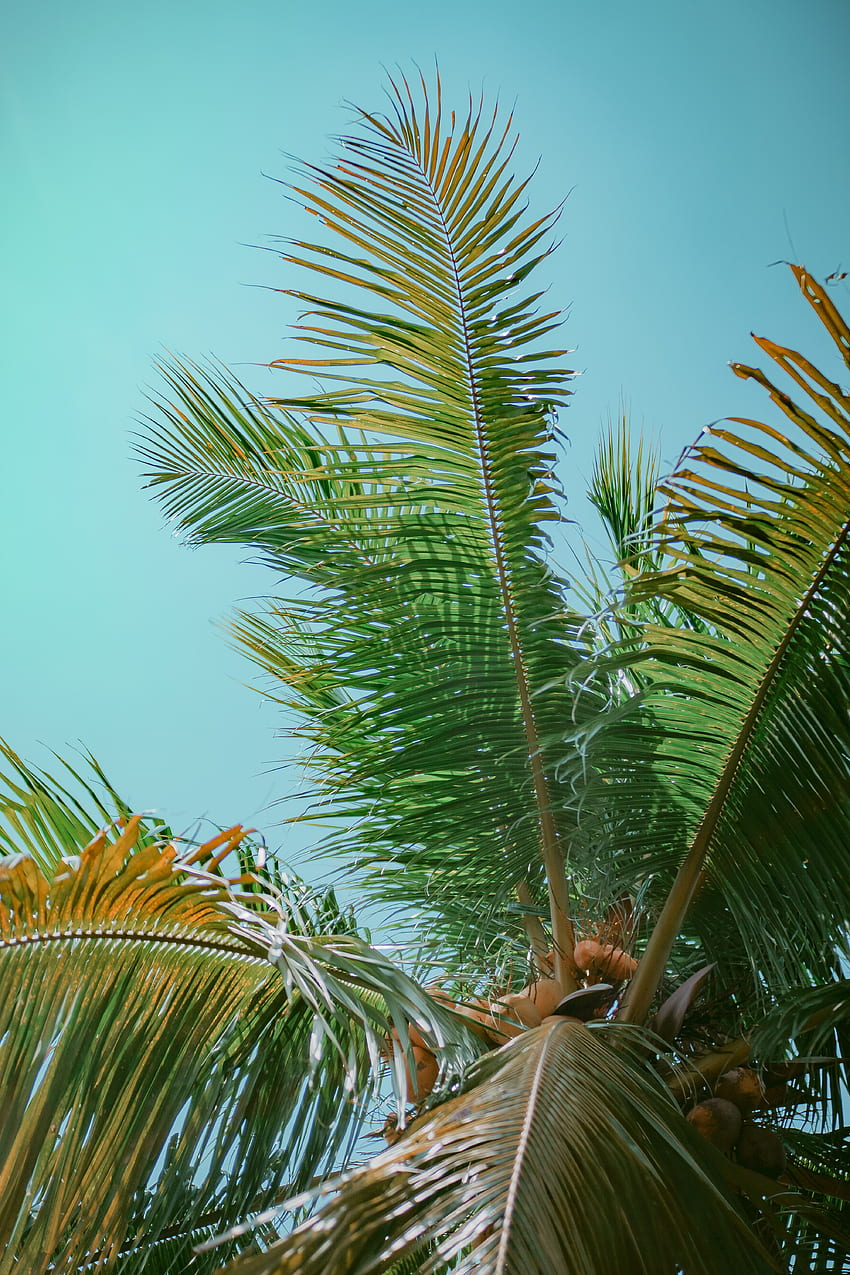 Nature, Sky, Leaves, Wood, Tree, Palm, Branches, Bottom View HD phone ...