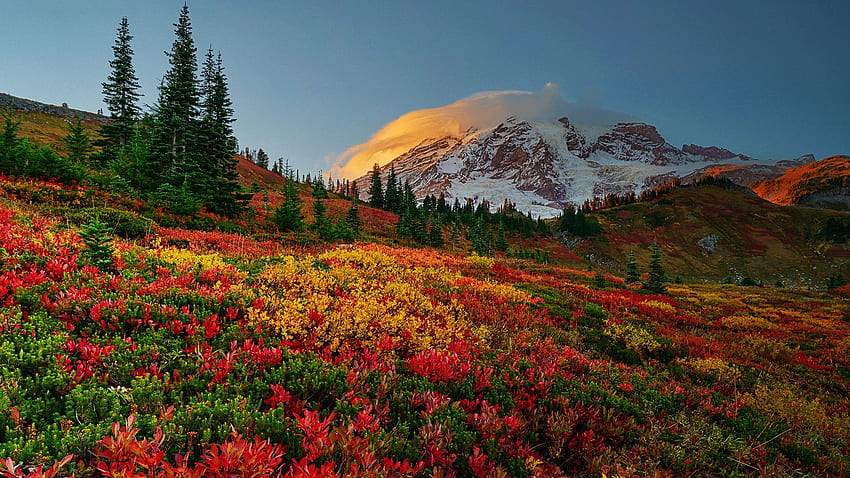 Mt Rainier NP, Washington, sonbahar, renkler, manzara, sonbahar, ağaçlar, gökyüzü, ABD HD duvar kağıdı