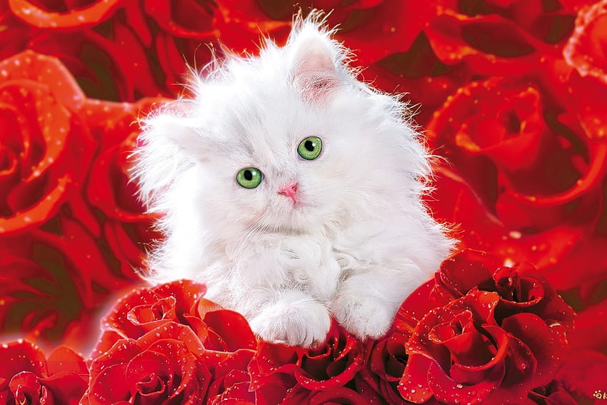 Valentine Kitten, kitten, valentines, day, green, eyes, present HD wallpaper