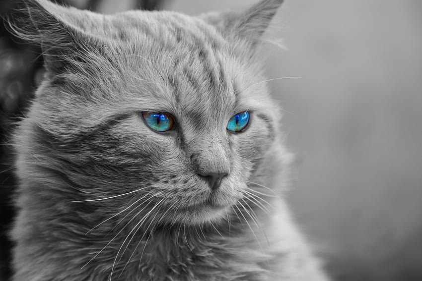 Animales, Gato, Esponjoso, Hocico, Bw, Chb, lúpulo, Ojos azules, Ojos azules fondo de pantalla