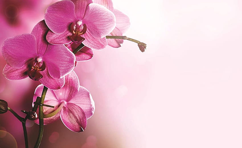 Pink Orchid Flower on ..dog, Singapore Flower HD wallpaper