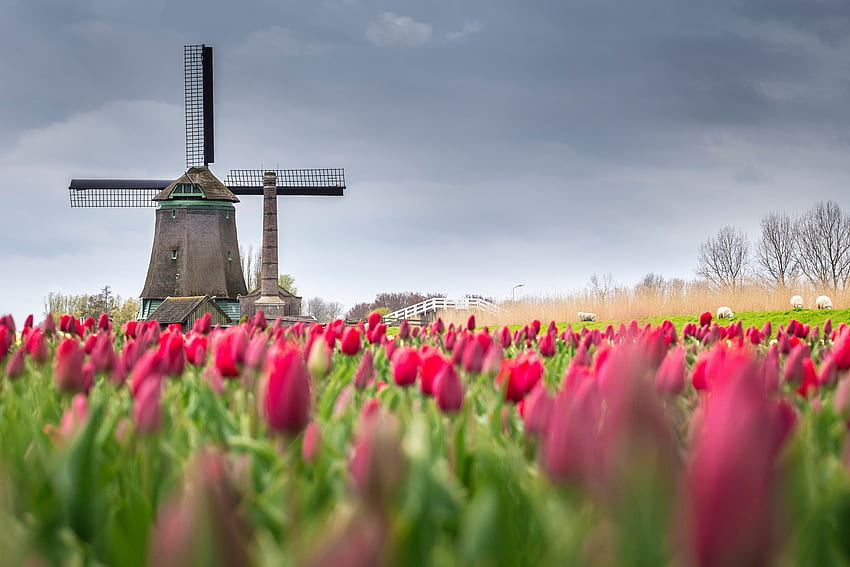 Dutch Spring, windmill, tulips, field, blossoms HD wallpaper