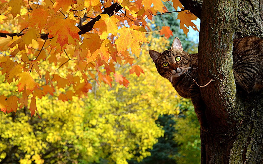 Animals, Autumn, Leaves, Wood, Cat, Tree, Maple, Kote, Peeps Out, Peeps HD wallpaper