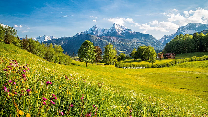 ALPS with BLOOMING MEADOWS in SPRING, meadow, nature, flowers, alps, mountains HD wallpaper
