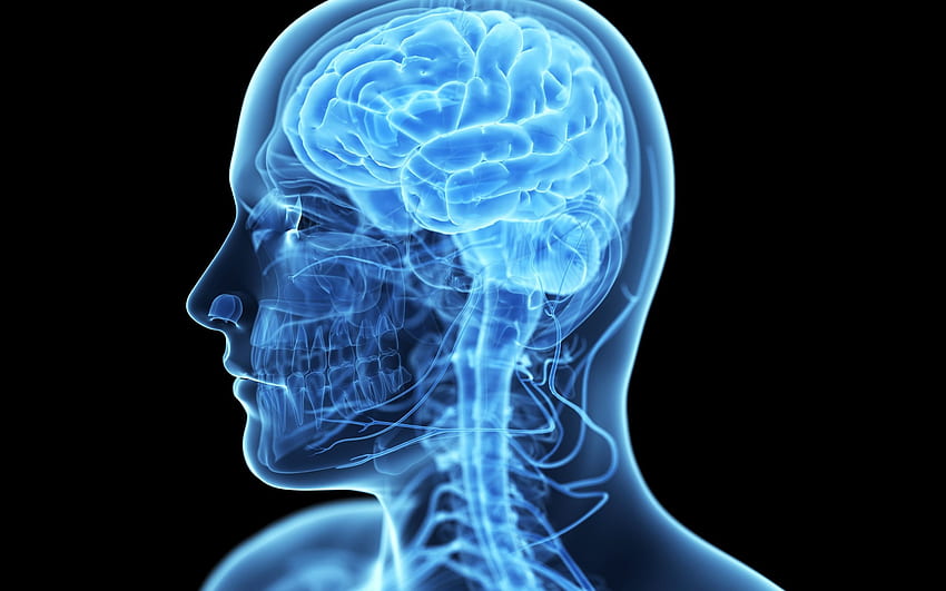 Otak Manusia, Konsep, Kedokteran, Sinar X Otak, Anatomi, Orang 3D Untuk Resolusi . Kualitas tinggi Wallpaper HD