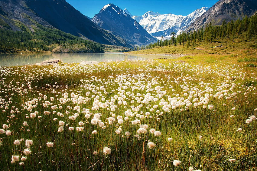 blue sky, flowers, mountains, summer, beautiful, lakes, snowy peaks, grass, Altai, forest HD wallpaper