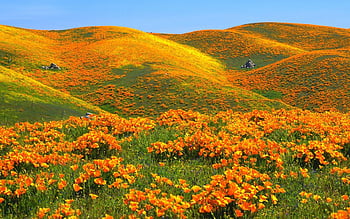 Wild Flowers Big Sur California beach poppies ocean pacific  blossoms HD wallpaper  Peakpx