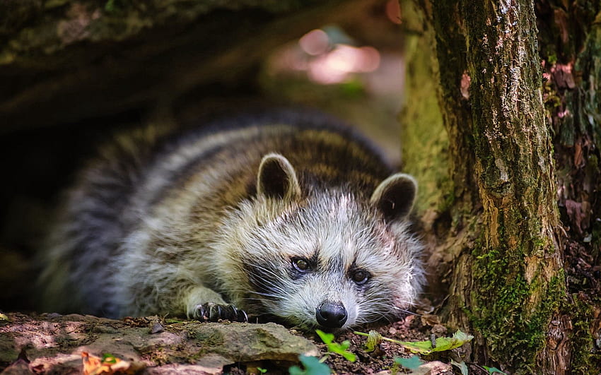 Animals, Grass, Leaves, To Lie Down, Lie, Raccoon HD wallpaper