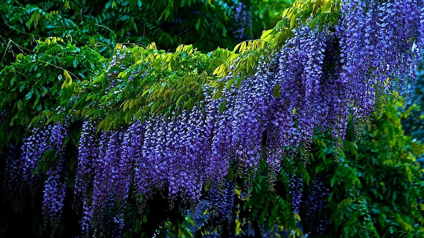 Earth Purple Flower Tree Wisteria . . 1191611 HD wallpaper