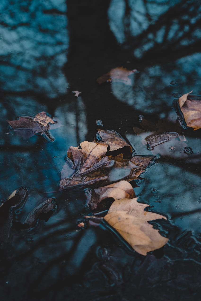 Acqua, autunno, foglie, macro, caduti Sfondo del telefono HD