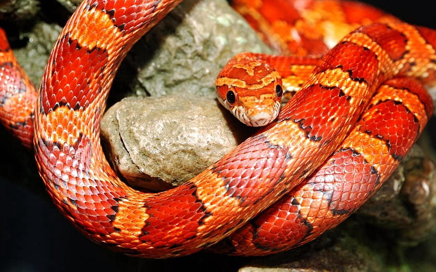 Tiere, Farbe, Reptil, Schlange HD-Hintergrundbild