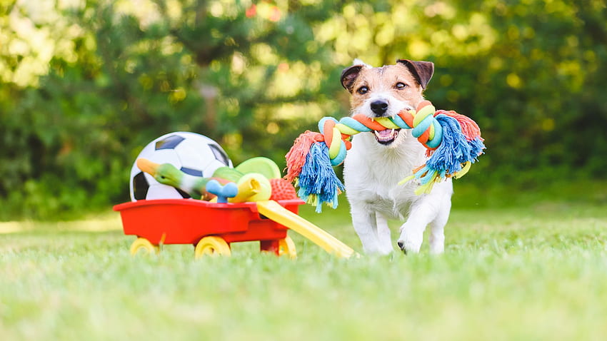 How to Choose the Right Toys for Your Dog, Dog Playing HD wallpaper