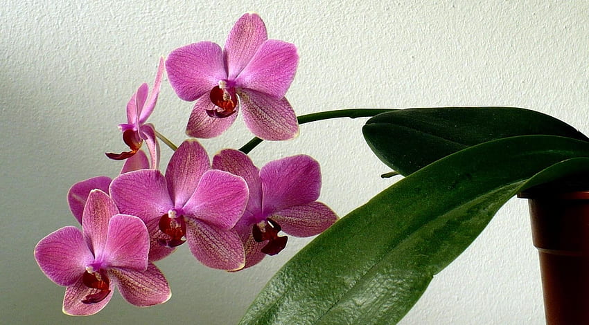 Flowers, Flower, Leaflet, Pot, Stem, Stalk, Orchid HD wallpaper