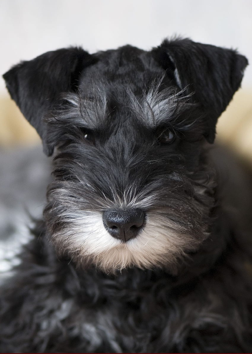 Grey Schnauzer, Miniature Schnauzer HD phone wallpaper | Pxfuel