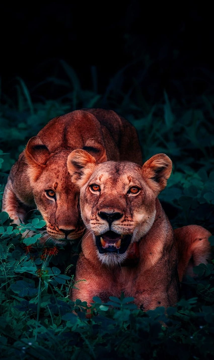 About Wild Animals: An amazing of two young lions. Animal , Animals, Lion  iphone HD phone wallpaper | Pxfuel