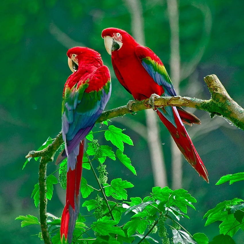 Parrot, Guacamaya HD phone wallpaper | Pxfuel