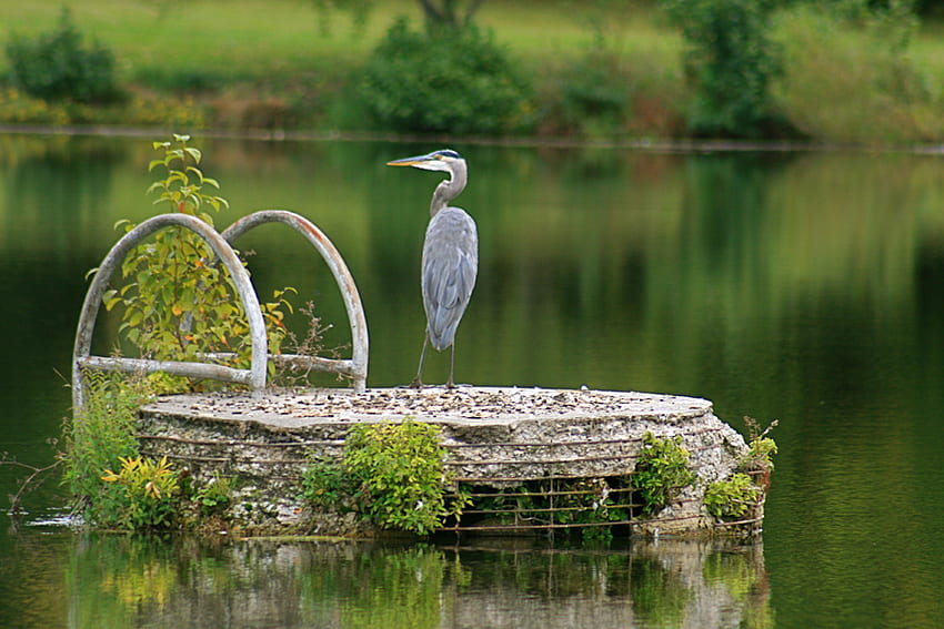 Blaureiher, Fluss, Vogel, Grün, Natur, Wasser HD-Hintergrundbild