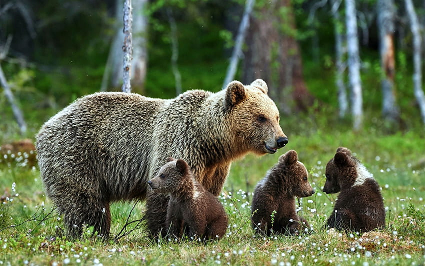 어미 곰과 새끼 세 마리 HD 월페이퍼