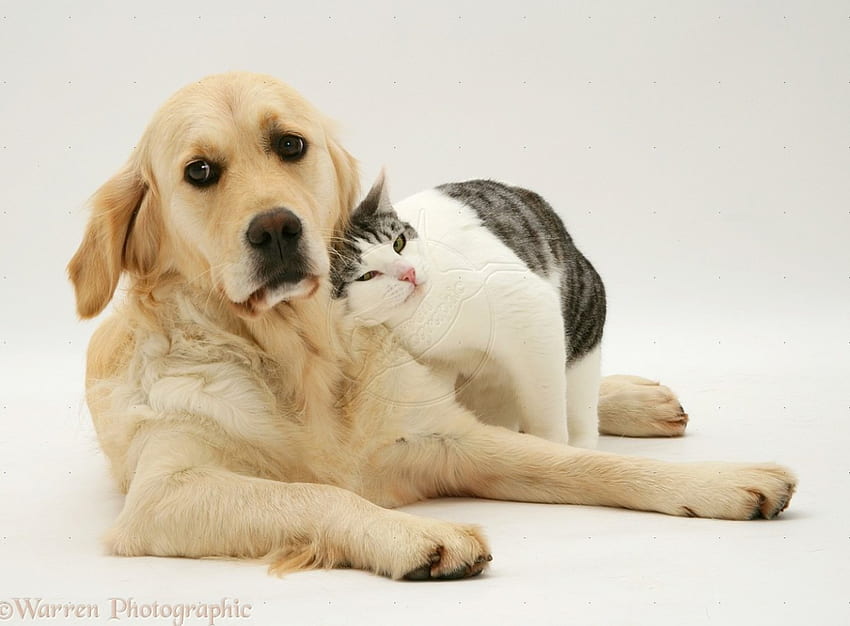 Cat And Dog, Pet, Cat, Dog, Animal HD wallpaper