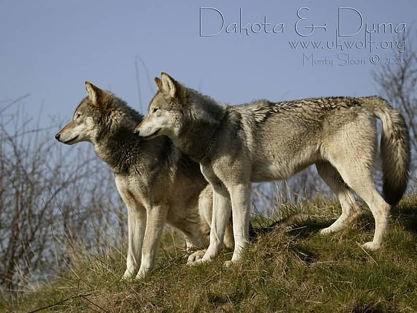 Dakota and duma stalking their prey, duma, dakota, wolves, pery HD  wallpaper | Pxfuel