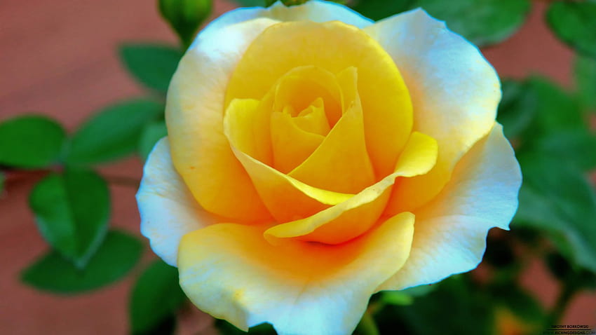 piękna róża, wspaniały, piękny, ładny, kwiat Tapeta HD