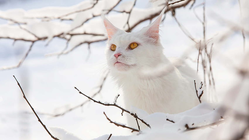 Dark Yellow Eyes White Cat With Stare Look Is Sitting In Snow Field Background Cat HD wallpaper