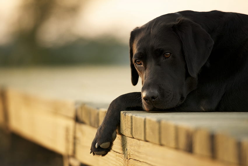 สัตว์ นอนลง โกหก สุนัข ความโศกเศร้า ลาบราดอร์ ความโศกเศร้า วอลล์เปเปอร์ HD