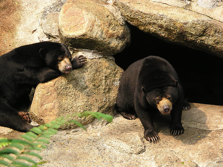 태양 곰, 동물원에서 남성, 여성 HD 월페이퍼