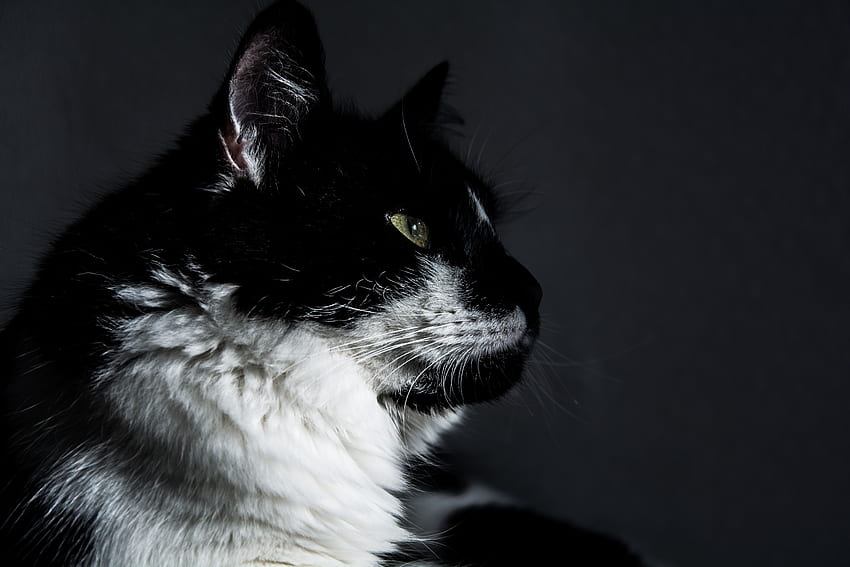 Animals, Cat, Muzzle, Profile HD wallpaper