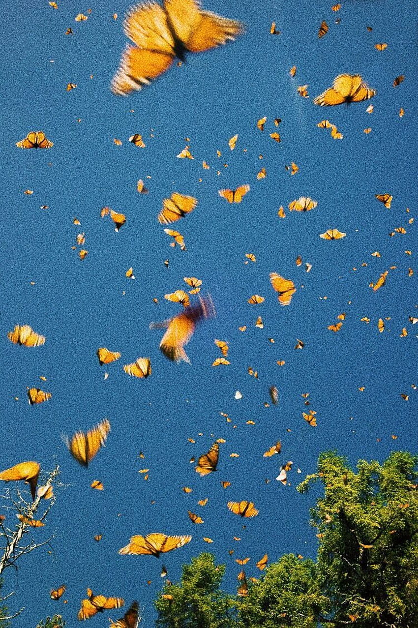 friedlich ☮︎. ᴛʀᴀᴠᴇʟɪɴɢ ɪᴅᴇᴀs❊ im Jahr 2019. Schmetterling, gelber und blauer Schmetterling HD-Handy-Hintergrundbild